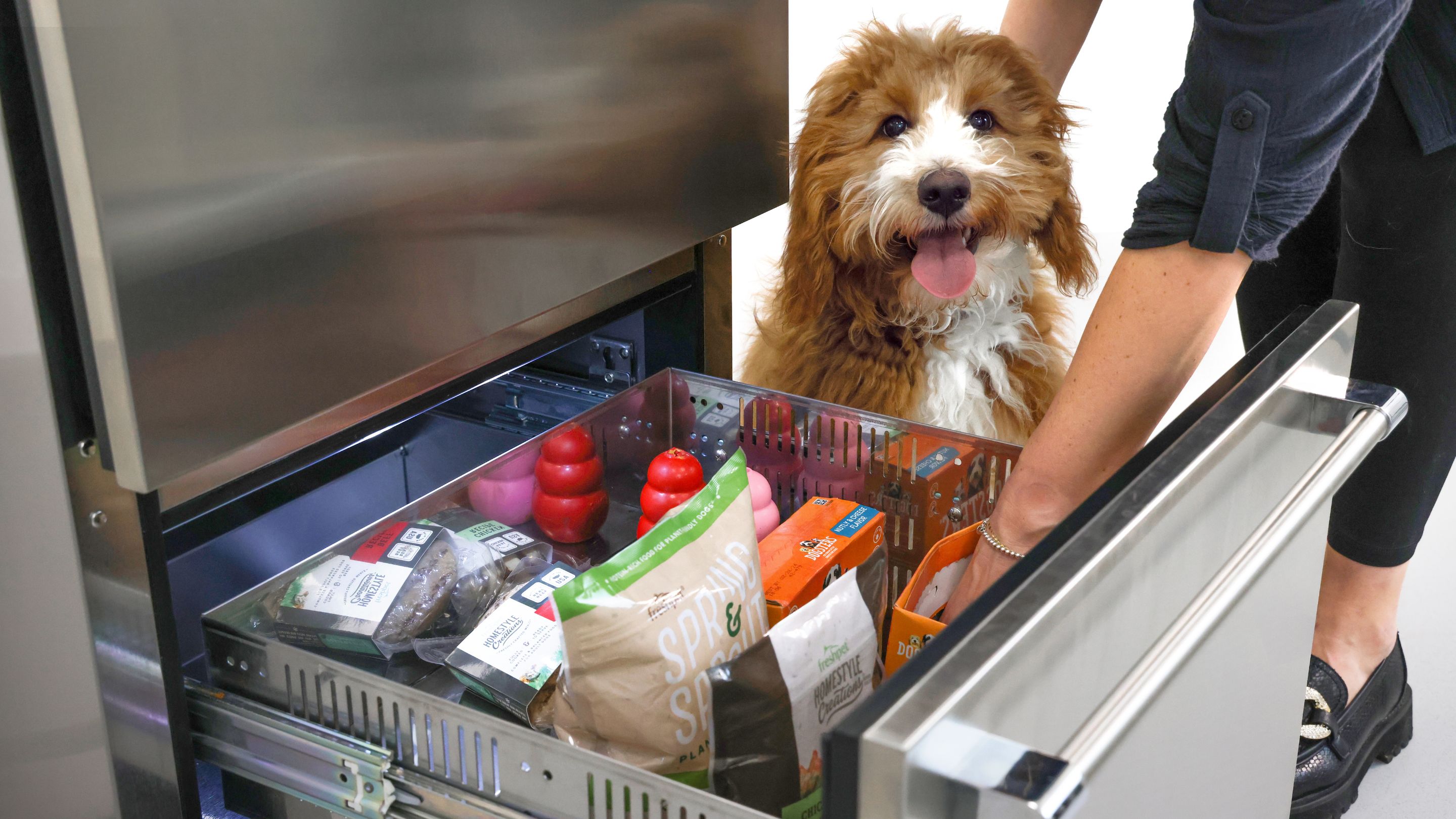 golden doodle puppy with fresh pet food from a fridge
